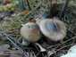 Barnanyálkás csigagomba (Hygrophorus latitabundus), Balaton-felvidék
